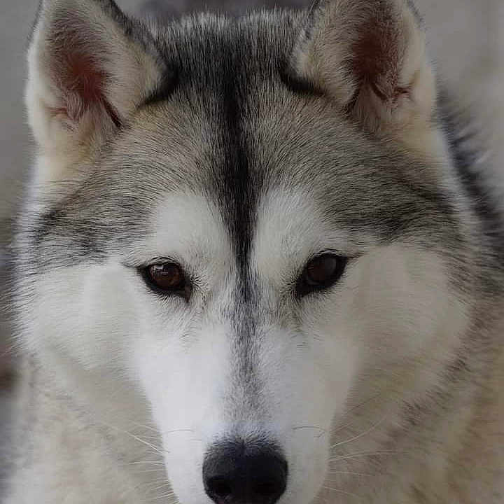 Kira