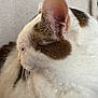 cat, close_up, side_profile, white_fur, brown_patch, ear, whiskers, soft_texture, domestic_cat, pet, animal, feline, indoor, quiet, resting, fur, mammal, cute, peaceful, portrait