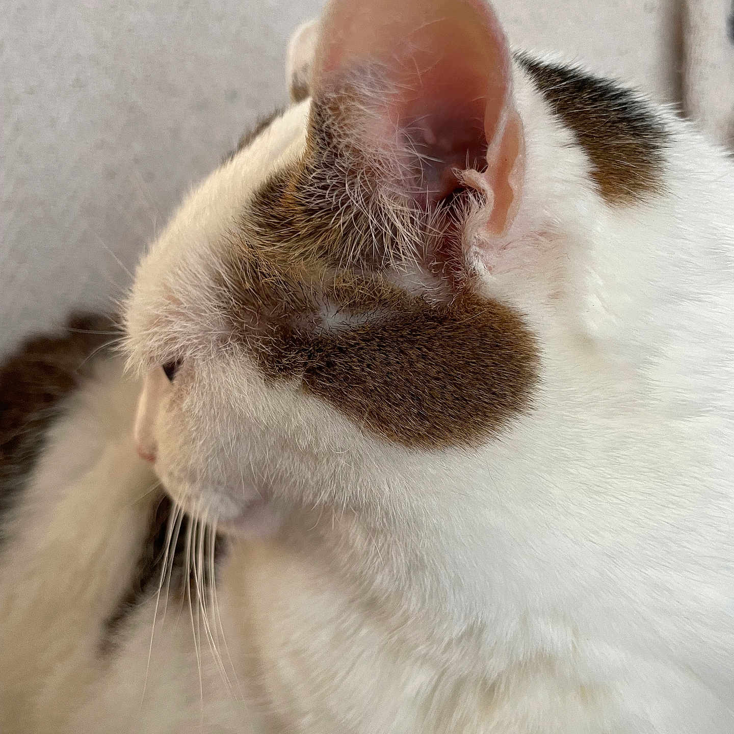 Floppie a rejoint le concours — aidez-le/la à gagner de superbes lots ! animal, brown_patch, cat, close_up, cute, domestic_cat, ear, feline, fur, indoor, mammal, peaceful, pet, portrait, quiet, resting, side_profile, soft_texture, whiskers, white_fur