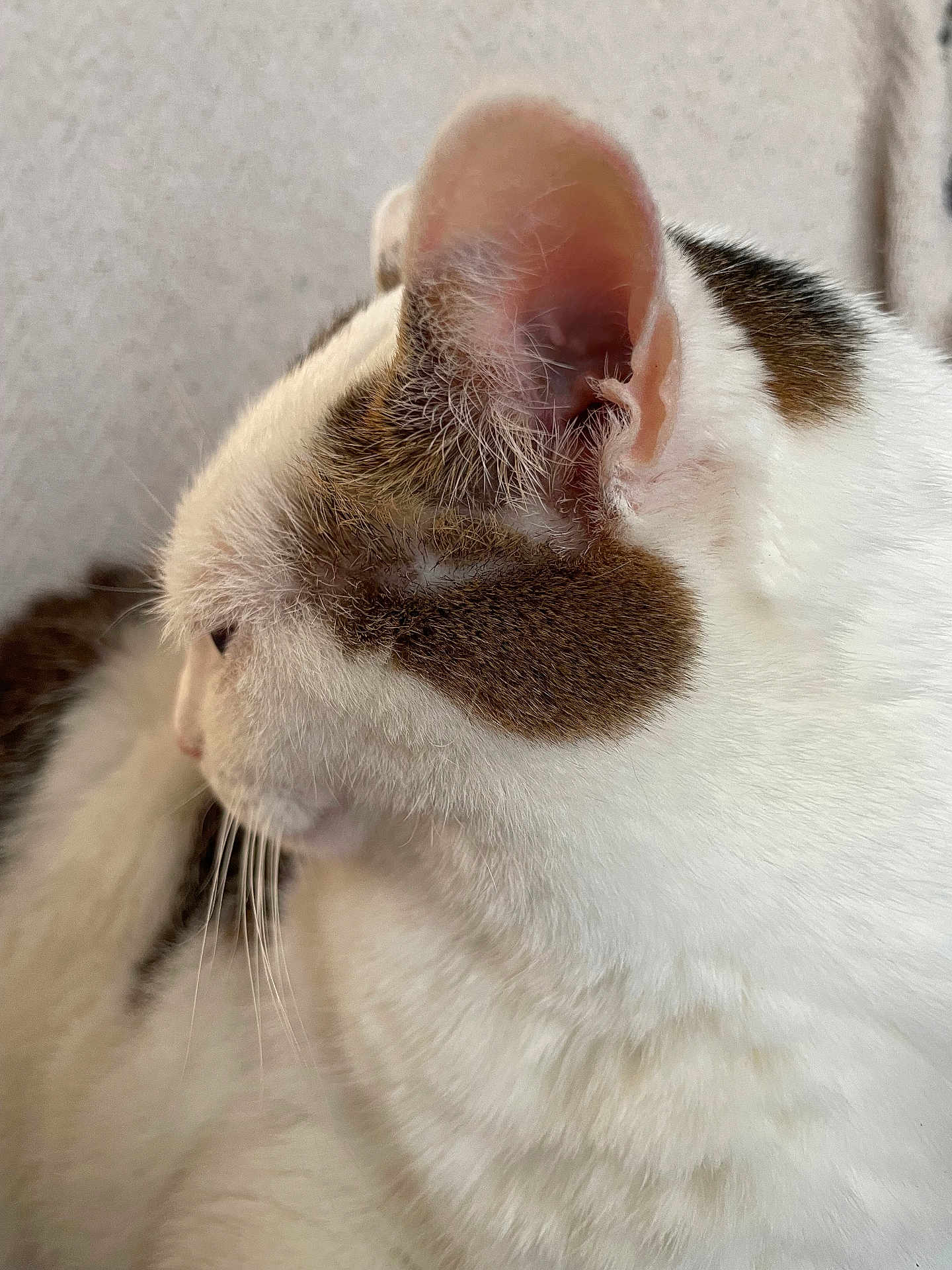 Floppie a rejoint le concours — aidez-le/la à gagner de superbes lots ! cat, close_up, side_profile, white_fur, brown_patch, ear, whiskers, soft_texture, domestic_cat, pet, animal, feline, indoor, quiet, resting, fur, mammal, cute, peaceful, portrait