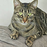 Penny joined the competition — help win amazing prizes! cat, tabby, animal, pet, feline, close_up, green_eyes, whiskers, fur, paw, resting, indoor, cute, domestic_animal, looking_at_camera, mammal, texture, gray_surface, relaxed, portrait
