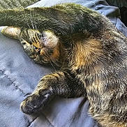 Patch is registered to the contest to win money with this photo: animal, blanket, cat, closeup, cozy, cute, domestic_cat, fangs, feline, fur, indoor, mammal, paw, pet, relaxed, resting, sleepy, stretching, tabby, whiskers
