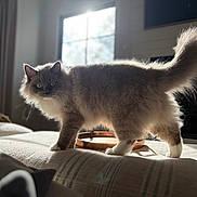 Penny is registered to the contest to win money with this photo: backlit, cat, couch, cozy, feline, fluffy_tail, green_eyes, home_interior, indoor, long_hair, paws, pet, portrait, rim_lighting, shallow_depth_of_field, soft_fur, sunlight, walking, whiskers, window