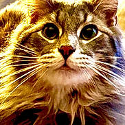 Penta is registered to the contest to win money with this photo: cat, fluffy, close_up, pet, animal, fur, whiskers, ears, portrait, indoors, curious, face, wide_eyes, domestic_cat, feline, muzzle, mustache, cute, soft, warm_lighting