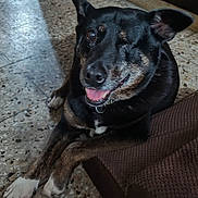 Negrita participe au concours pour gagner de l'argent avec cette photo : black_dog, brown_paws, canine, companion, crossed_paws, cushion, dog, domestic_animal, floor, fur, happy, indoor, one-eyed, pet, relaxed, resting, smiling, tile_floor, tongue_out, white_paws