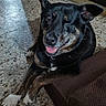 black_dog, brown_paws, canine, companion, crossed_paws, cushion, dog, domestic_animal, floor, fur, happy, indoor, one-eyed, pet, relaxed, resting, smiling, tile_floor, tongue_out, white_paws