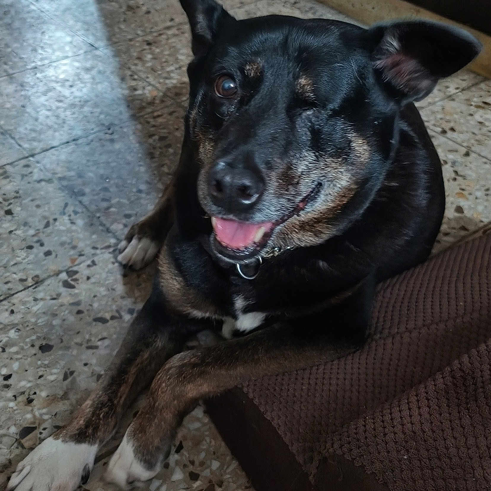 Negrita