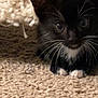 animal, black_and_white, carpet, cat, close_up, cozy, curious, cute, domestic, fur, indoor, kitten, mammal, paws, pet, playful, small, texture, whiskers, young