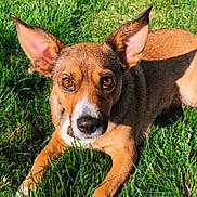 Mocha is registered to the contest to win money with this photo: alert, animal, brown, canine, closeup, cute, daylight, dog, ears, friendly, fur, grass, laying_down, nature, outdoor, paw, pet, portrait, sunlight, white_paw