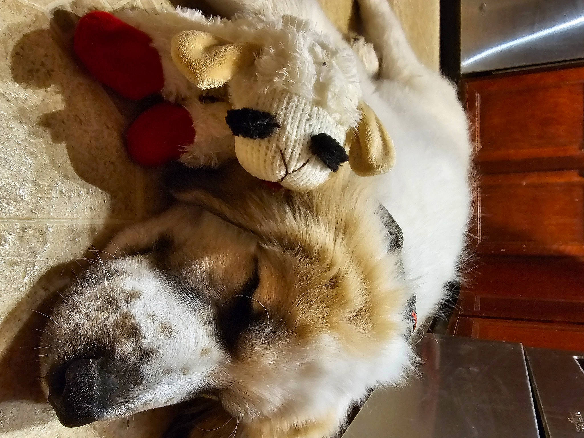 Kong is registered to the contest to win money with this photo: canidae, carnivore, claw, companion_dog, dog, dog_breed, fang, fawn, felidae, fur, natural_material, paw, small_to_medium_sized_cats, snout, sporting_group, stuffed_toy, tail, whiskers, wood, working_animal