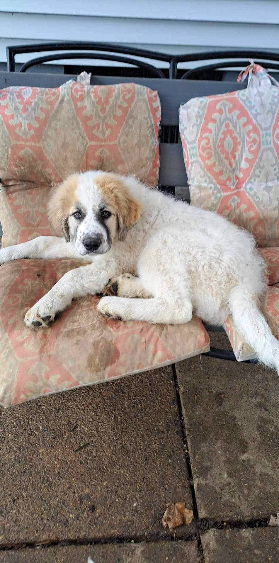 Kong is registered to the contest to win money with this photo: bored, canidae, carnivore, chair, comfort, companion_dog, couch, dog, dog_breed, dog_supply, flooring, fur, pillow, sporting_group