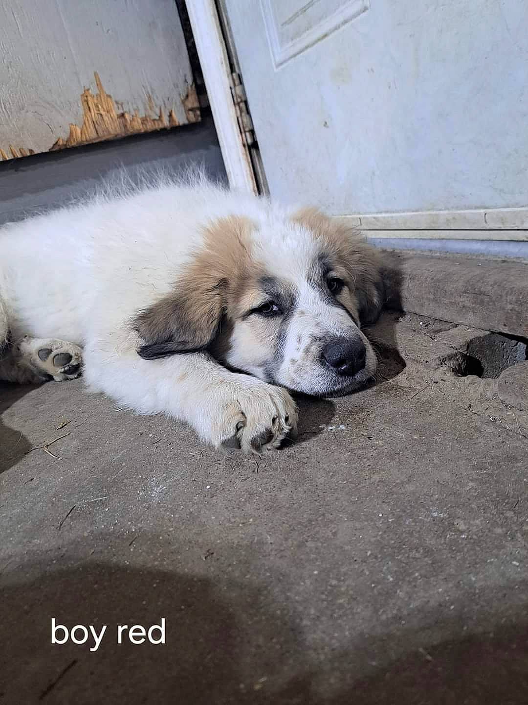 Kong is registered to the contest to win money with this photo: ancient_dog_breeds, canidae, carnivore, companion_dog, dog, dog_breed, door, fawn, flooring, fur, paw, puppy, road, road_surface, sidewalk, sporting_group, street_dog, toy_dog, whiskers, working_animal