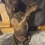 Tyson Garnier participe au concours pour gagner de l'argent avec cette photo : dog, indoor, brown_dog, pet, sitting, blanket, rug, begging, paw, looking_up, cozy, wooden_furniture, animal, cute, domestic, companion, fur, canine, mammal, resting