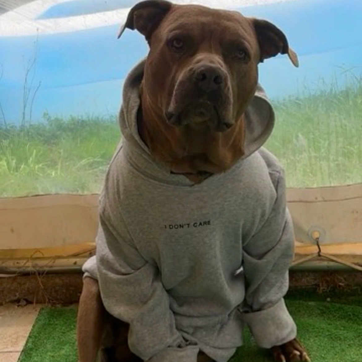 Tyson Garnier participe au concours pour gagner de l'argent avec cette photo : animal, brown_dog, canine, casual, clothing, cute, dog, domestic_animal, ears, expressionless, green_turf, hoodie, indoors, looking_at_camera, paws, pet, pet_clothing, portrait, sitting, text_on_clothing
