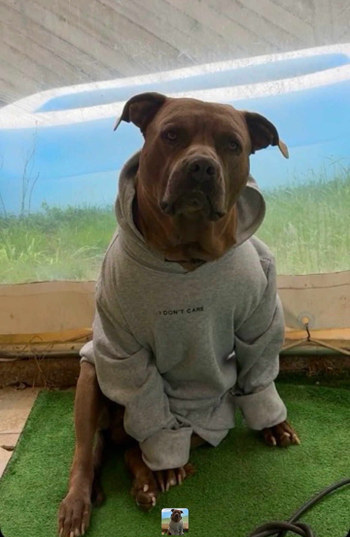 Tyson Garnier participe au concours pour gagner de l'argent avec cette photo : dog, hoodie, sitting, green_turf, pet, animal, clothing, casual, brown_dog, indoors, portrait, looking_at_camera, ears, paws, text_on_clothing, expressionless, canine, pet_clothing, cute, domestic_animal