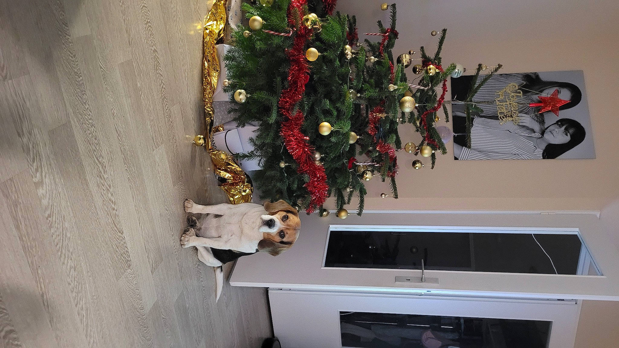 Intello participe au concours pour gagner de l'argent avec cette photo : artificial_flower, cabinetry, christmas_decoration, christmas_ornament, cut_flowers, event, floral_design, floristry, flower, flower_arranging, home_appliance, kitchen, kitchen_appliance, microwave_oven, plant, room, tree, twig, wood, wreath