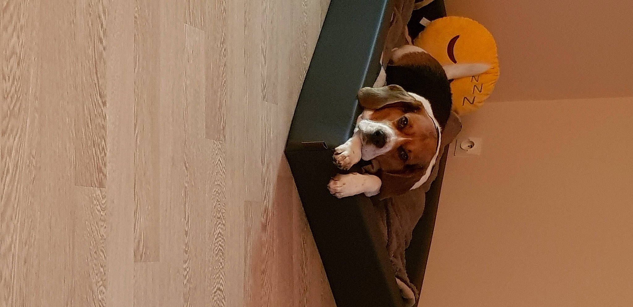 Intello a rejoint le concours — aidez-le/la à gagner de superbes lots ! animation, carnivore, ceiling, companion_dog, dog, door, fawn, flooring, formal_wear, fun, hardwood, paper_product, plywood, room, snout, suit, window, wood, wood_stain, working_animal