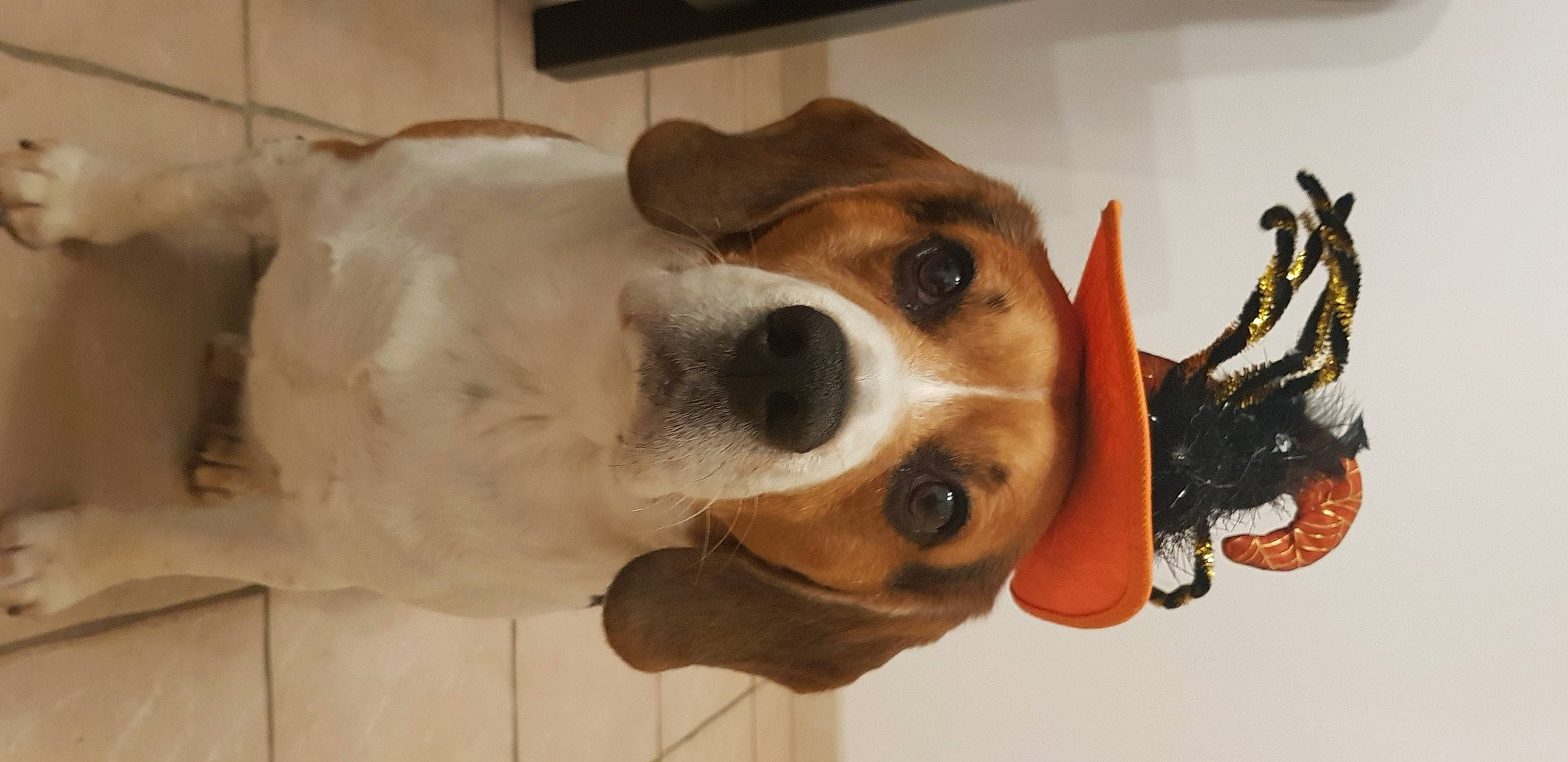 Intello participe au concours pour gagner de l'argent avec cette photo : canidae, carnivore, collar, companion_dog, dog, dog_breed, dog_collar, dog_supply, ear, eyewear, fawn, fur, head, non_sporting_group, pet_supply, smile, snout, sporting_group, whiskers, working_animal