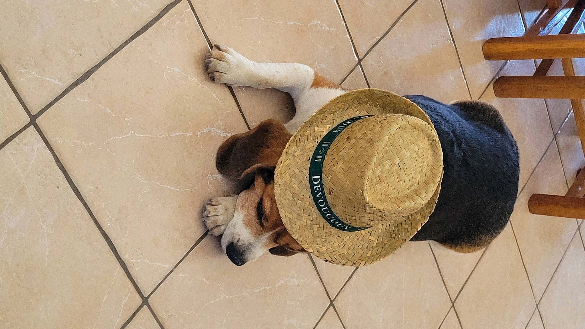 Intello a rejoint le concours — aidez-le/la à gagner de superbes lots ! comfort, companion_dog, fedora, felidae, floor, flooring, fur, hardwood, hat, human_leg, mammal, shoe, small_to_medium_sized_cats, snout, stuffed_toy, sun_hat, tail, whiskers, wood, working_animal