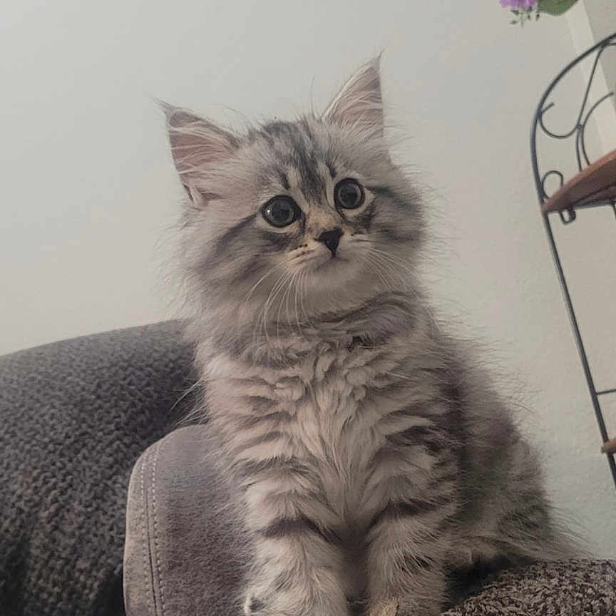 Theo