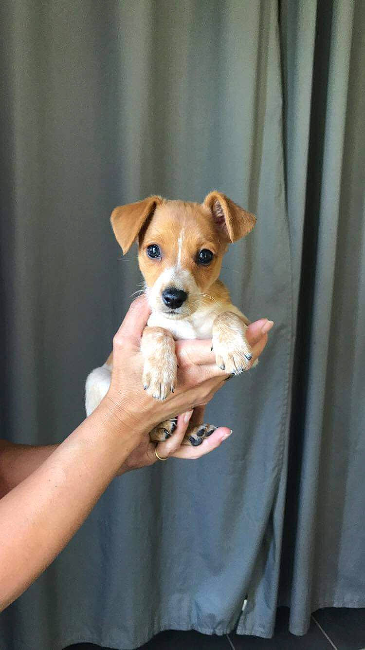 Apollo a rejoint le concours — aidez-le/la à gagner de superbes lots ! canidae, carnivore, companion_dog, dog, dog_breed, dog_supply, fawn, finger, nail, pet_supply, puppy, snout, sporting_group, whiskers, working_animal, working_dog