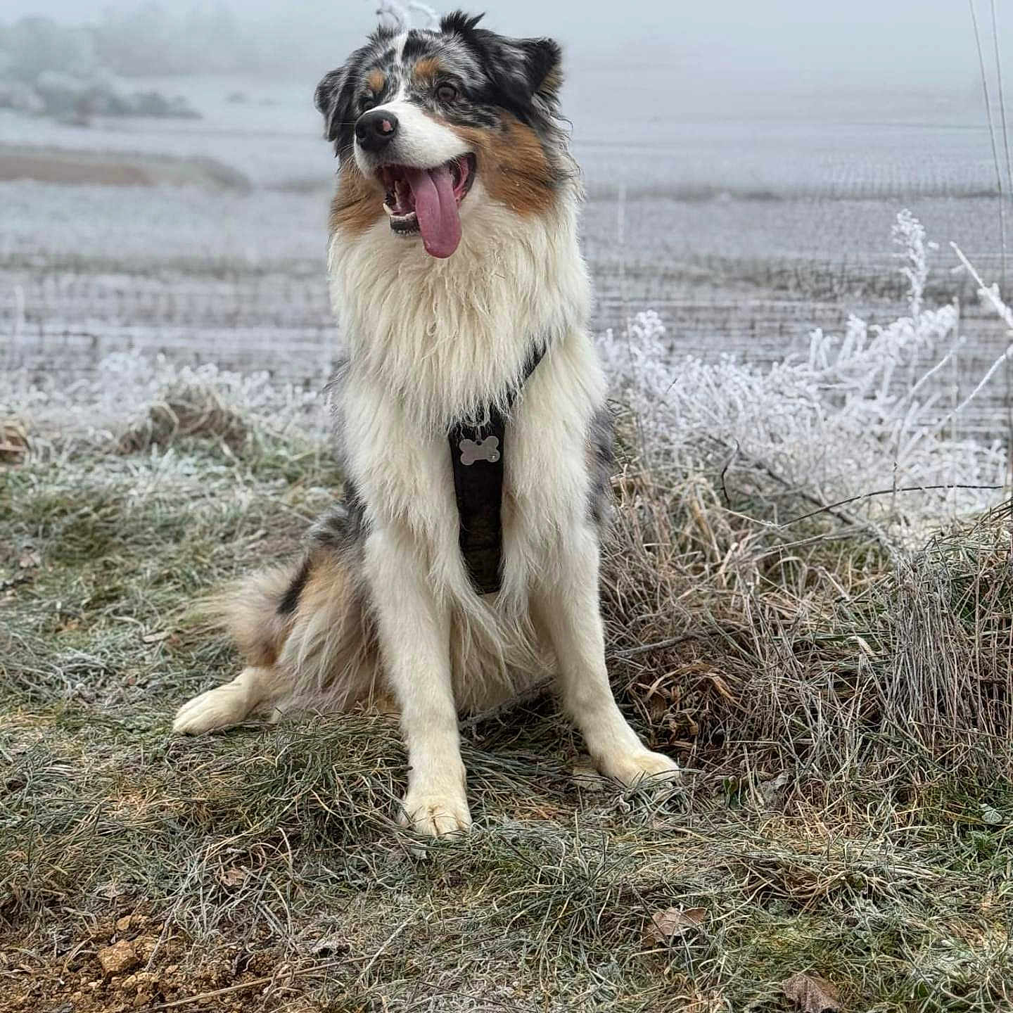 Usko a rejoint le concours — aidez-le/la à gagner de superbes lots ! animal, australian_shepherd, canine, cold, dog, field, frost, fur, grass, happy, landscape, leash, mist, nature, outdoor, pet, playful, sitting, tongue_out, winter