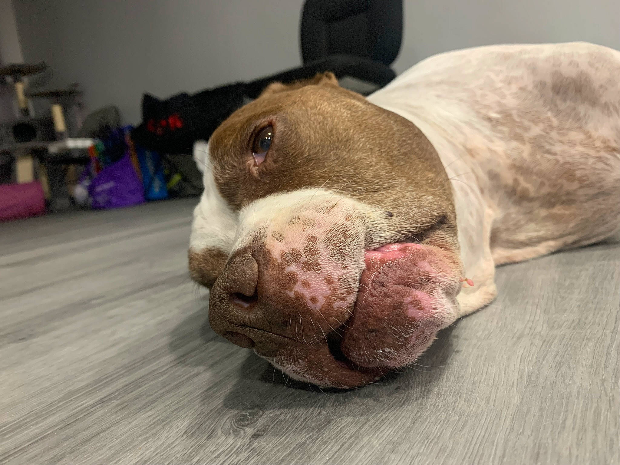 Rolex joined the competition — help win amazing prizes! canidae, carnivore, comfort, companion_dog, dog, dog_breed, dog_supply, fawn, flooring, fur, hardwood, liver, paw, snout, sporting_group, terrestrial_animal, whiskers, wood, working_animal, wrinkle