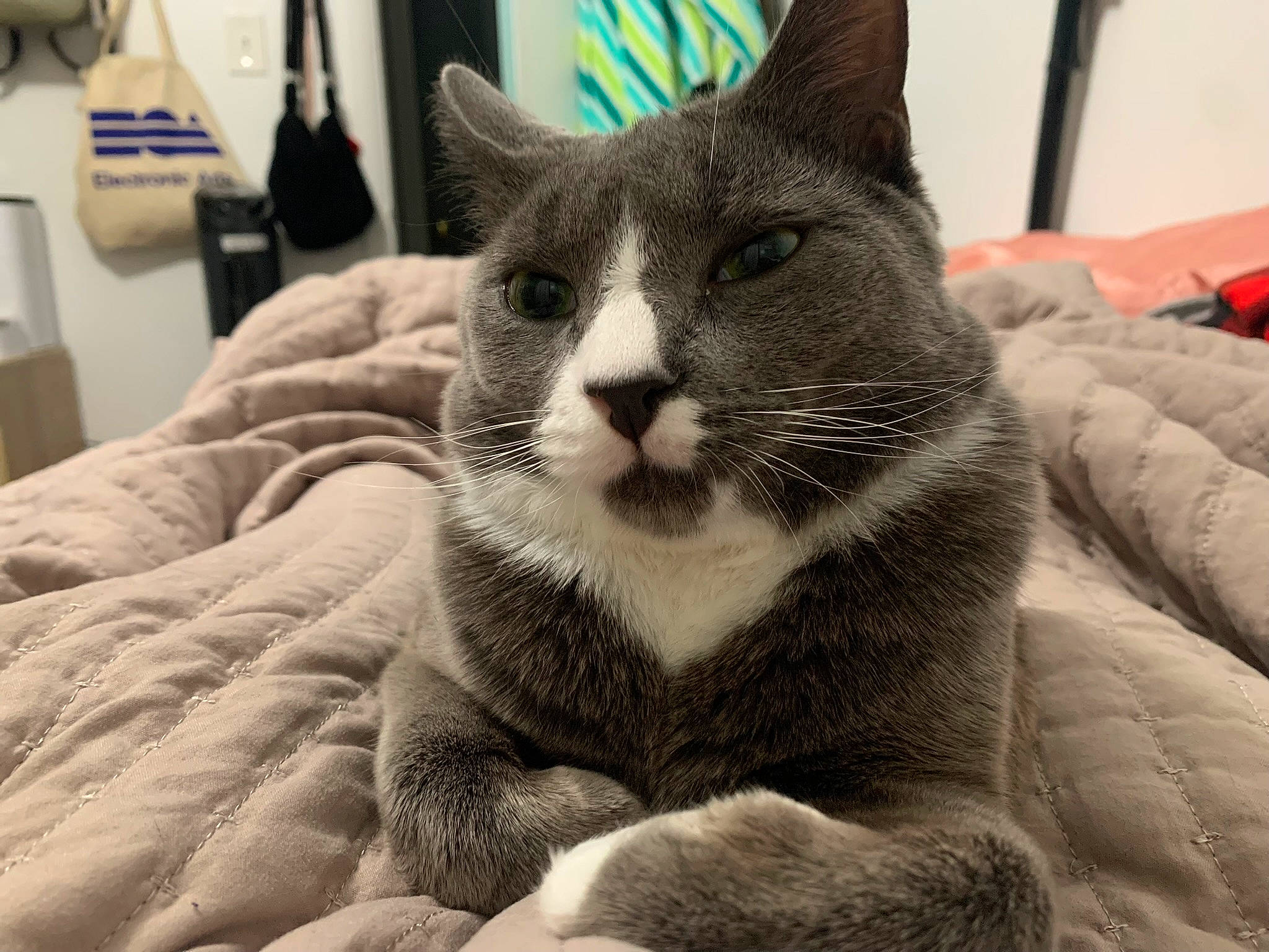 Benito is registered to the contest to win money with this photo: carnivore, cat, cat_supply, claw, comfort, domestic_short_haired_cat, felidae, fur, grey, linens, monochrome_photography, paw, pet_supply, sitting, small_to_medium_sized_cats, snout, tail, terrestrial_animal, whiskers, window