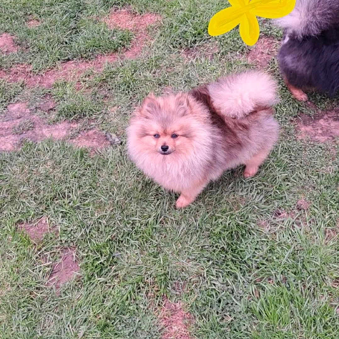 Manua participe au concours pour gagner de l'argent avec cette photo : adorable, animal, canine, companion, cute, dog, fluffy, friendly, fur, grass, grass_patch, mammal, nature, outdoor, park, pet, playful, pomeranian, small_dog, walking