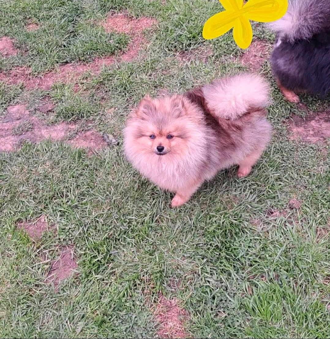 Manua participe au concours pour gagner de l'argent avec cette photo : dog, pomeranian, fluffy, grass, outdoor, pet, animal, cute, small_dog, canine, fur, nature, playful, grass_patch, walking, adorable, companion, mammal, friendly, park