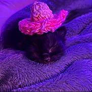 Mira-May joined the competition — help win amazing prizes! kitten, cat, sleeping, hat, crocheted, pink, purple, blanket, fluffy, cozy, cute, pet, animal, resting, indoors, soft, small, adorable, feline, cute_hat