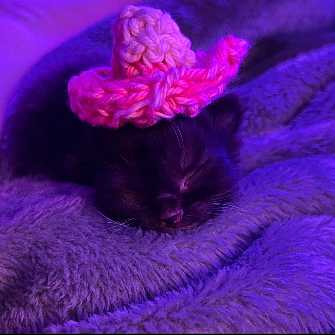 Mira-May joined the competition — help win amazing prizes! adorable, animal, blanket, cat, cozy, crocheted, cute, cute_hat, feline, fluffy, hat, indoors, kitten, pet, pink, purple, resting, sleeping, small, soft