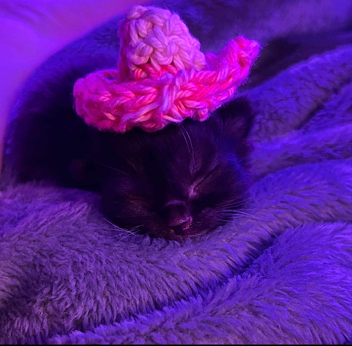 Mira-May joined the competition — help win amazing prizes! kitten, cat, sleeping, hat, crocheted, pink, purple, blanket, fluffy, cozy, cute, pet, animal, resting, indoors, soft, small, adorable, feline, cute_hat