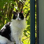 Bubbles joined the competition — help win amazing prizes! cat, black_and_white, fluffy, sitting, outdoor, greenery, leaves, sunlight, nature, animal, pet, feline, portrait, looking, curious, garden, daylight, furry, whiskers, ears