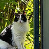 cat, black_and_white, fluffy, sitting, outdoor, greenery, leaves, sunlight, nature, animal, pet, feline, portrait, looking, curious, garden, daylight, furry, whiskers, ears