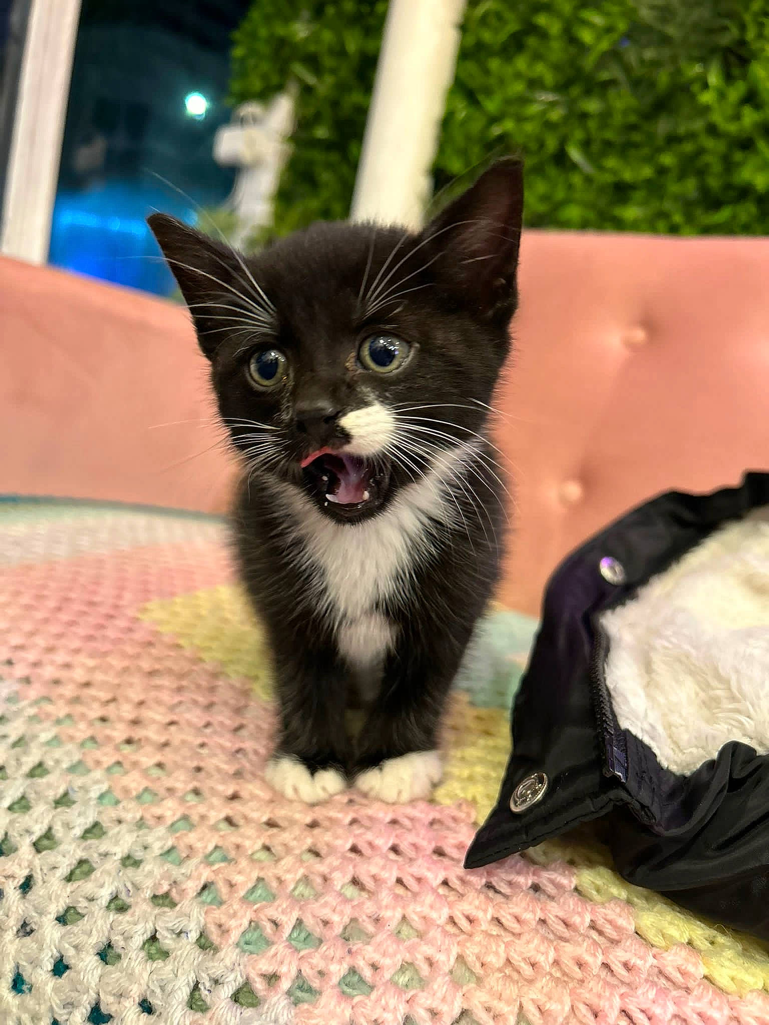 Milo is registered to the contest to win money with this photo: black_cat, carnivore, cat, claw, dog_breed, domestic_short_haired_cat, felidae, fur, grass, paw, plant, small_to_medium_sized_cats, snout, tail, terrestrial_animal, whiskers