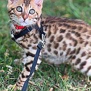 Simba joined the competition — help win amazing prizes! cat, kitten, spotted, leash, collar, grass, outdoor, pet, animal, young, curious, feline, whiskers, ears, nature, playful, domestic, closeup, young_animal, alert