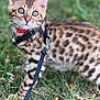 cat, kitten, spotted, leash, collar, grass, outdoor, pet, animal, young, curious, feline, whiskers, ears, nature, playful, domestic, closeup, young_animal, alert