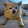 dog, small_dog, cream_fur, fluffy, chihuahua, lying_down, closed_eyes, relaxed, sleepy, cute, pet, animal, outdoor, sunlight, cushion, patio, portrait, closeup, ears, paws