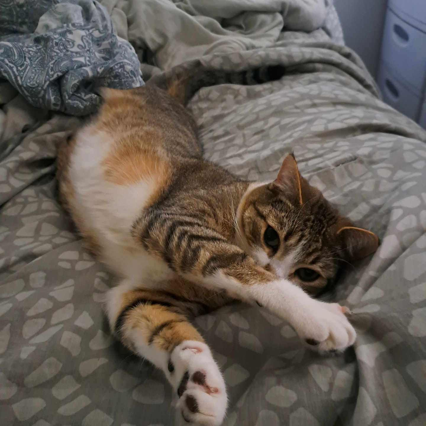 Prince joined the competition — help win amazing prizes! abyssinian, animal, bed, bedroom, blanket, cat, computer, couch, cushion, furniture, homedecor, indoors, kitten, linen, manx, person, pet, quilt, room, sleeping