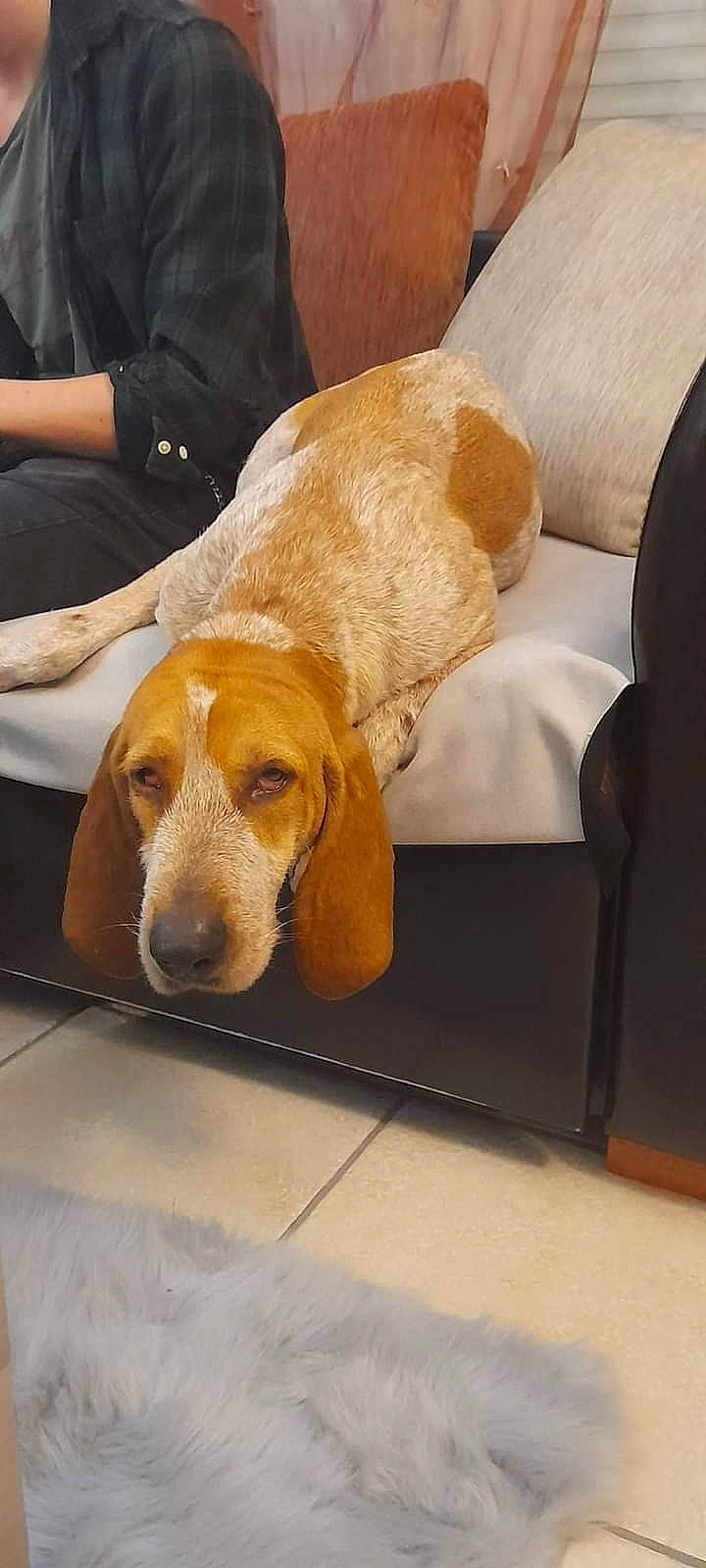 Nicky participe au concours pour gagner de l'argent avec cette photo : basset_artesien_normand, basset_hound, beagle, beagle_harrier, canidae, carnivore, comfort, companion_dog, couch, dog, dog_breed, fawn, finnish_hound, fur, hound, pet_supply, scent_hound, sporting_group, wood
