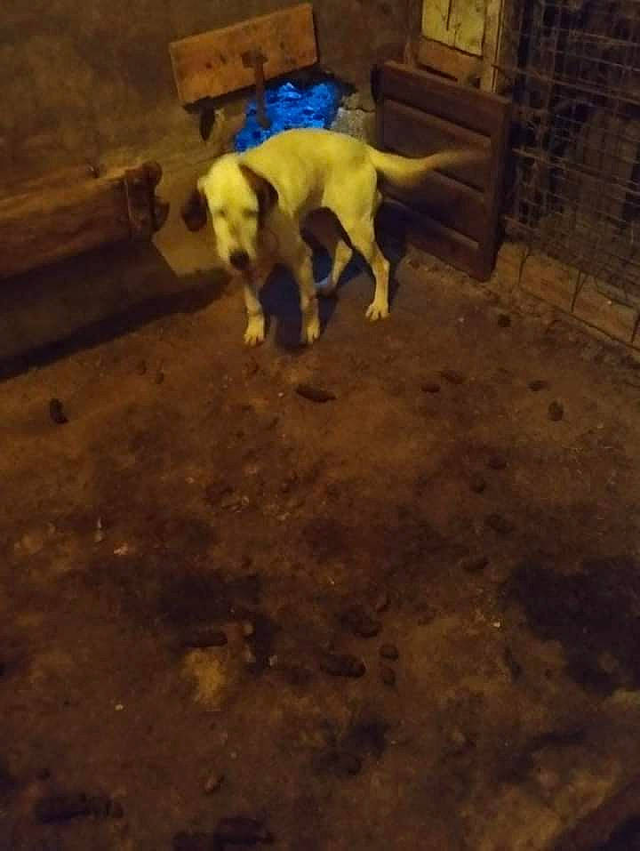 Nicky a rejoint le concours — aidez-le/la à gagner de superbes lots ! canidae, carnivore, cloud, companion_dog, dog, dog_breed, fawn, floor, flooring, hardwood, livestock, sky, snout, soil, sporting_group, street_dog, tail, toy, wood, working_animal