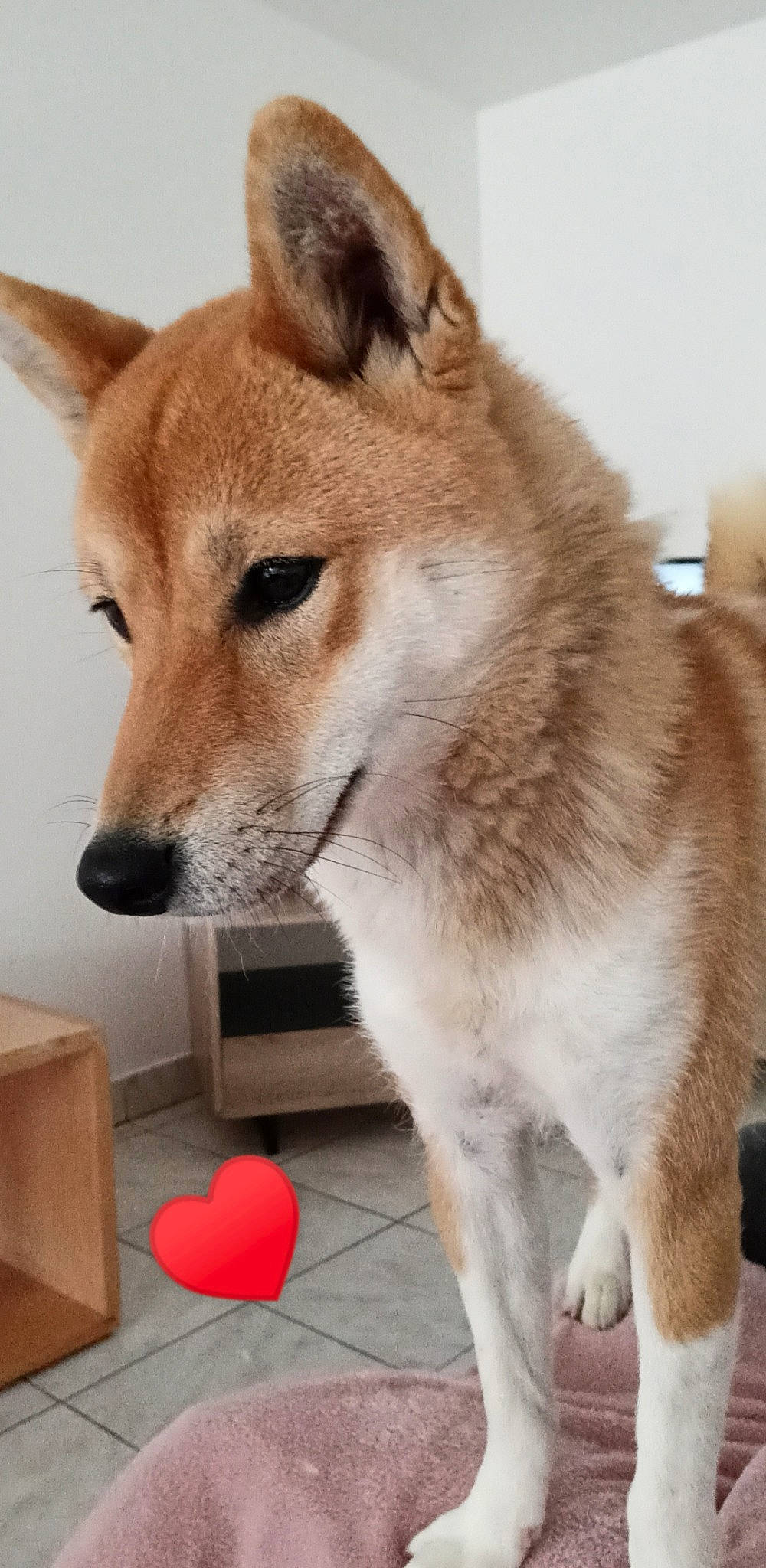 Plume participe au concours pour gagner de l'argent avec cette photo : akita, akita_inu, ancient_dog_breeds, canaan_dog, canidae, carnivore, dog, dog_breed, hokkaido, korean_jindo_dog, mammal, new_guinea_singing_dog, non_sporting_group, norwegian_buhund, sakhalin_husky, shiba_inu, shikoku, snout, tamaskan_dog, vertebrate