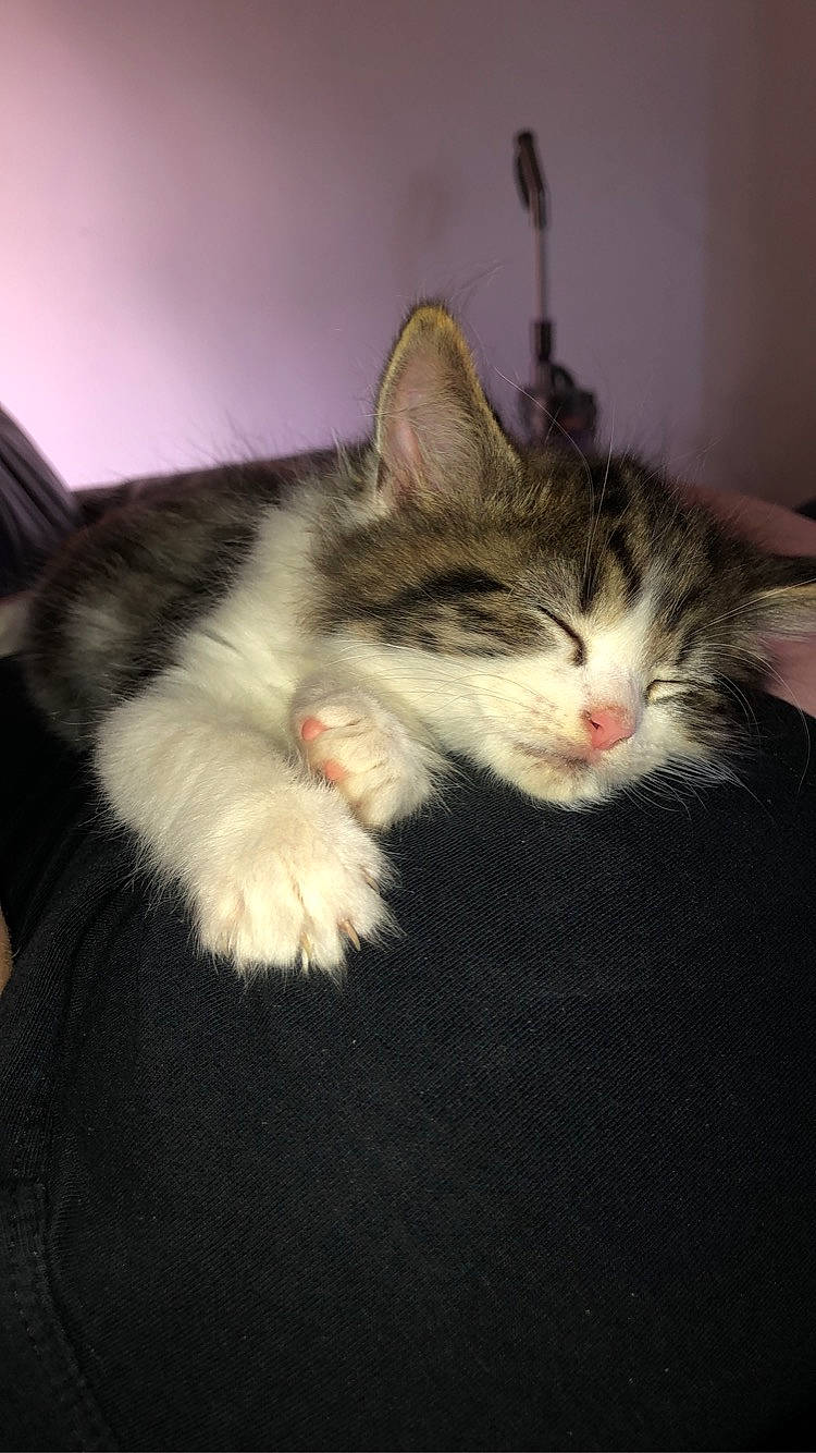 Dre is registered to the contest to win money with this photo: american_shorthair, american_wirehair, asian, carnivore, cat, domestic_long_haired_cat, domestic_short_haired_cat, ear, european_shorthair, felidae, fur, kitten, maine_coon, mammal, norwegian_forest_cat, small_to_medium_sized_cats, tabby_cat, tail, vertebrate, whiskers