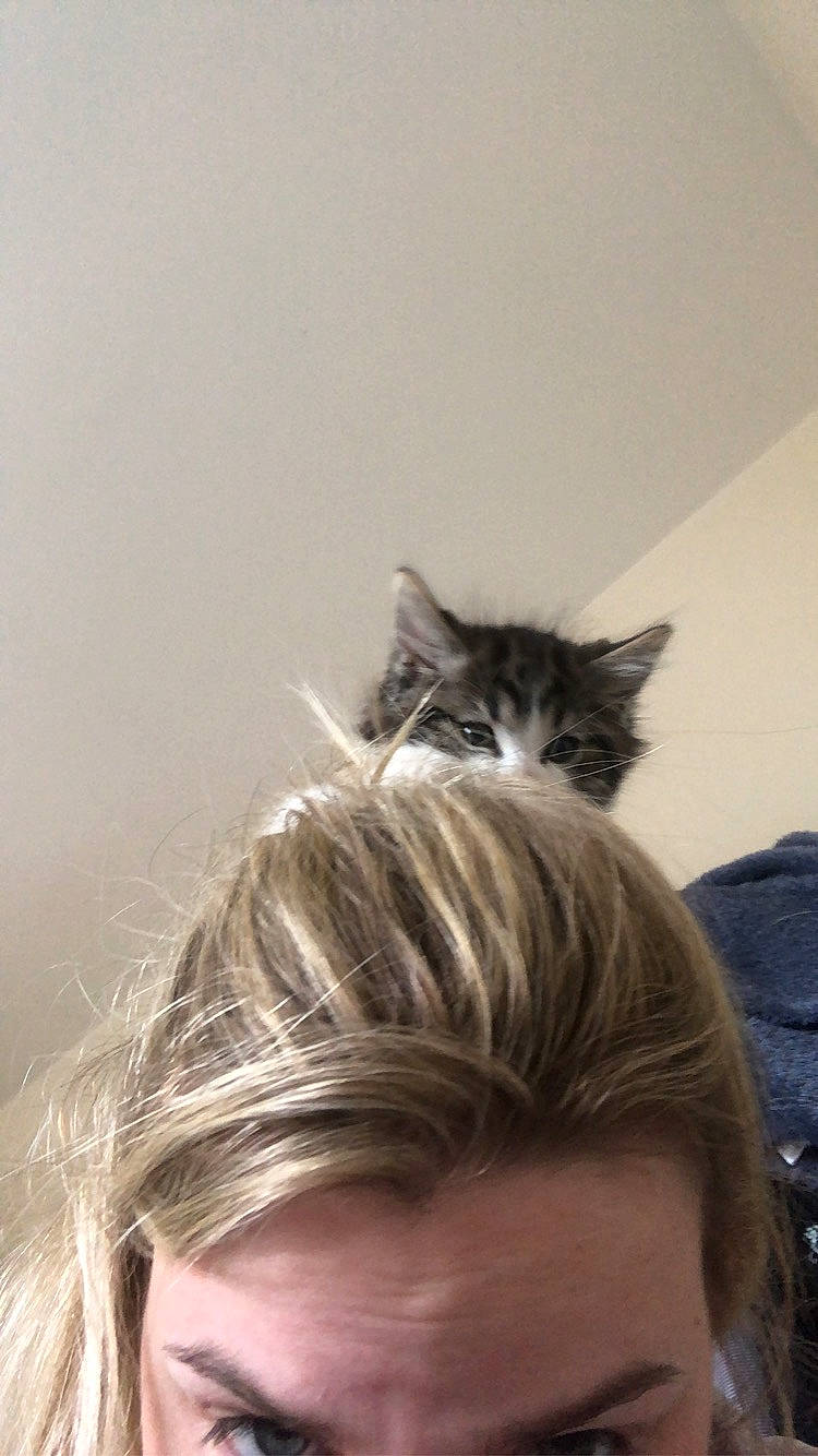 Dre joined the competition — help win amazing prizes! black_hair, blond, brown_hair, cat, ear, felidae, forehead, fur, hair, hair_coloring, hairstyle, long_hair, nose, small_to_medium_sized_cats, whiskers