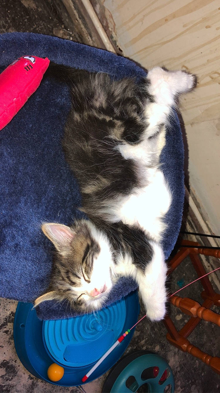 Dre is registered to the contest to win money with this photo: aegean_cat, carnivore, cat, cymric, domestic_short_haired_cat, ear, european_shorthair, felidae, fur, kitten, mammal, polydactyl_cat, small_to_medium_sized_cats, tail, whiskers