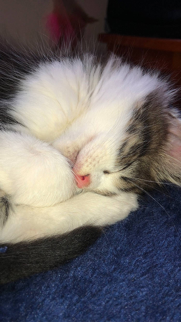 Dre joined the competition — help win amazing prizes! carnivore, cat, claw, domestic_long_haired_cat, felidae, fur, kitten, mammal, nap, norwegian_forest_cat, paw, polydactyl_cat, small_to_medium_sized_cats, tail, turkish_angora, vertebrate, whiskers