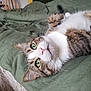 animal, bed, blanket, cat, closeup, cozy, cute, domestic_animal, feline, fur, green_eyes, household, indoor, mammal, pet, relaxed, resting, sleepy, tabby, whiskers