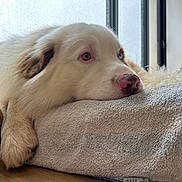 Sam a rejoint le concours — aidez-le/la à gagner de superbes lots ! dog, pet, white_dog, resting, window, towel, paw, nose, close_up, heterochromia, natural_light, bed, indoor, sleepy, portrait, floor, fabric_texture, cozy, calm, tag_label