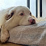 dog, pet, white_dog, resting, window, towel, paw, nose, close_up, heterochromia, natural_light, bed, indoor, sleepy, portrait, floor, fabric_texture, cozy, calm, tag_label